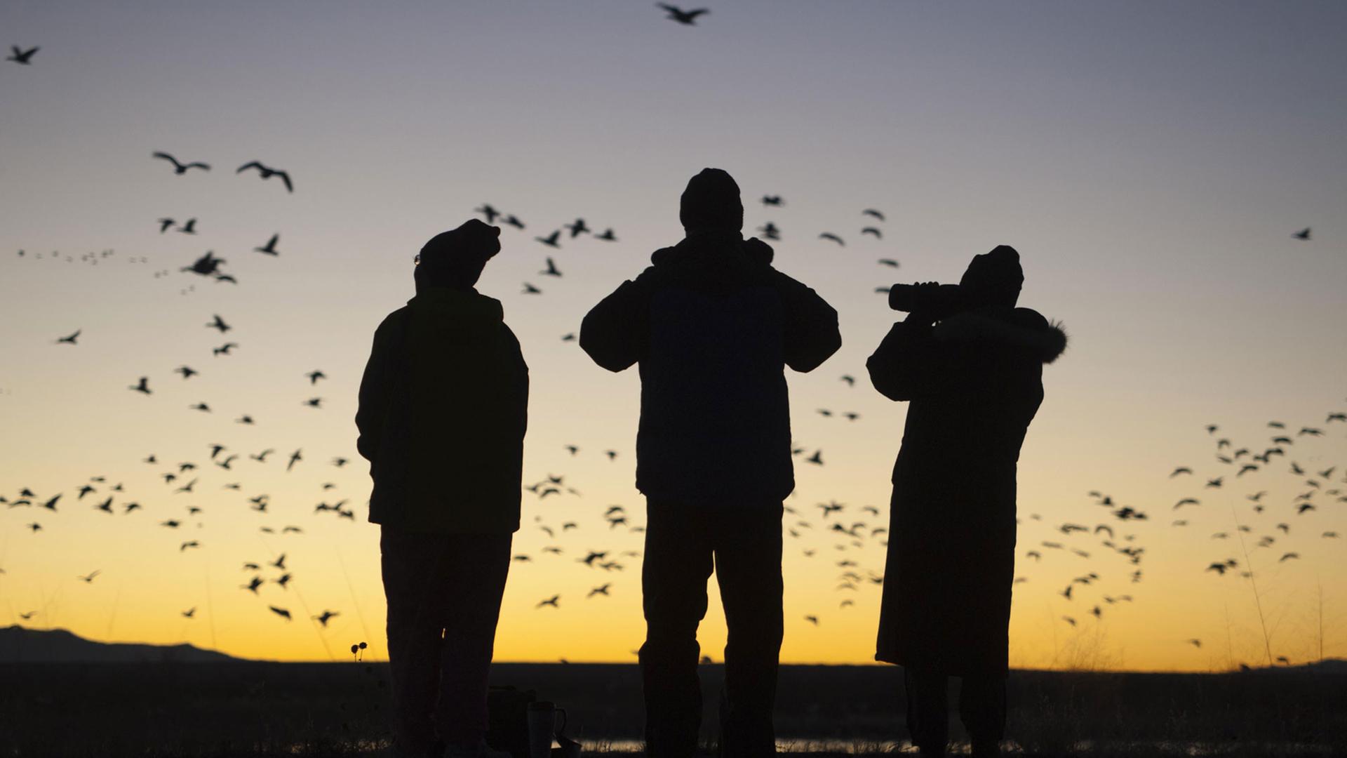 Das Bild zeigt die Silhouetten von drei Menschen, die vor einer untergehenden Sonne einen Vogelschwarm beobachten. Das Bild zeigt die Silhouetten von drei Menschen, die vor einer untergehenden Sonne einen Vogelschwarm beobachten.