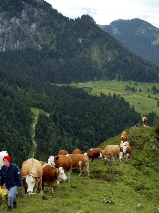 Die Sennerin Lisa Schlagbauer mit ihren Kühen auf einem Bergkamm auf der Rampoldalm in Oberbayern am 15.07.2004.