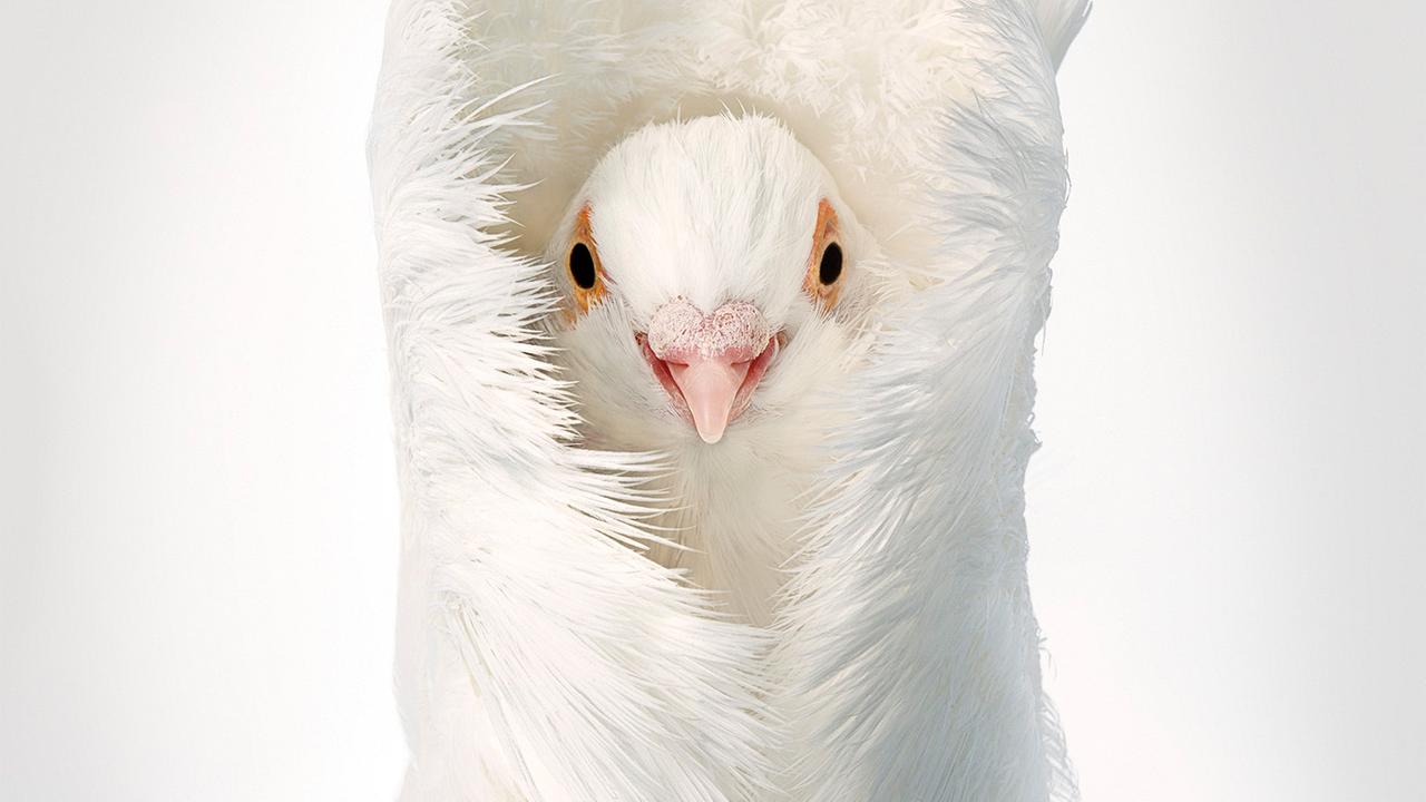 Portraitaufnahme einer Jacobin Taube vor weißem Hintergrund.