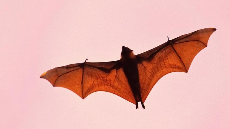 Aufnahme einer Fledermaus vor rosa Himmel. Einzelne Adern in den Flügeln sind erkennbar. Aufnahme einer Fledermaus vor rosa Himmel. Einzelne Adern in den Flügeln sind erkennbar.
