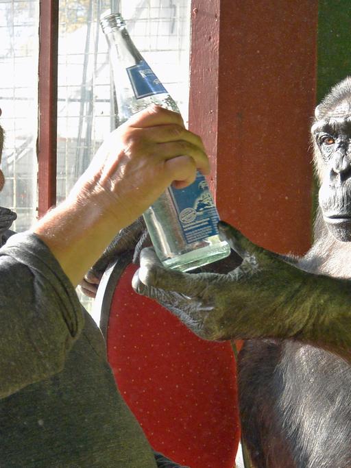 Zirkusdirektor Klaus Köhler reicht Schimpanse Robby eine Wasserflasche.