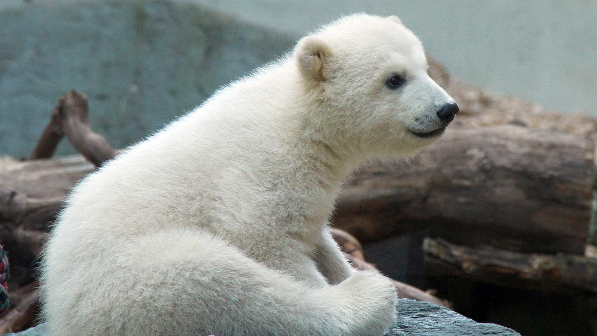 Eisbärbaby Anori wurde am 4.1.2012 im Wuppertaler Zoo geboren. Mutter ist die neunjährige Vilma, Vater ist der 18-jährige Lars, bekannt als Vater von Knut.