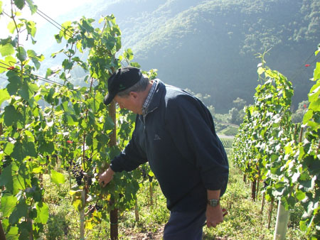 Weinanbaugebiet bei Bad Neuenahr Ahrweiler in der Nähe von Bonn. Weinanbaugebiet bei Bad Neuenahr Ahrweiler in der Nähe von Bonn.