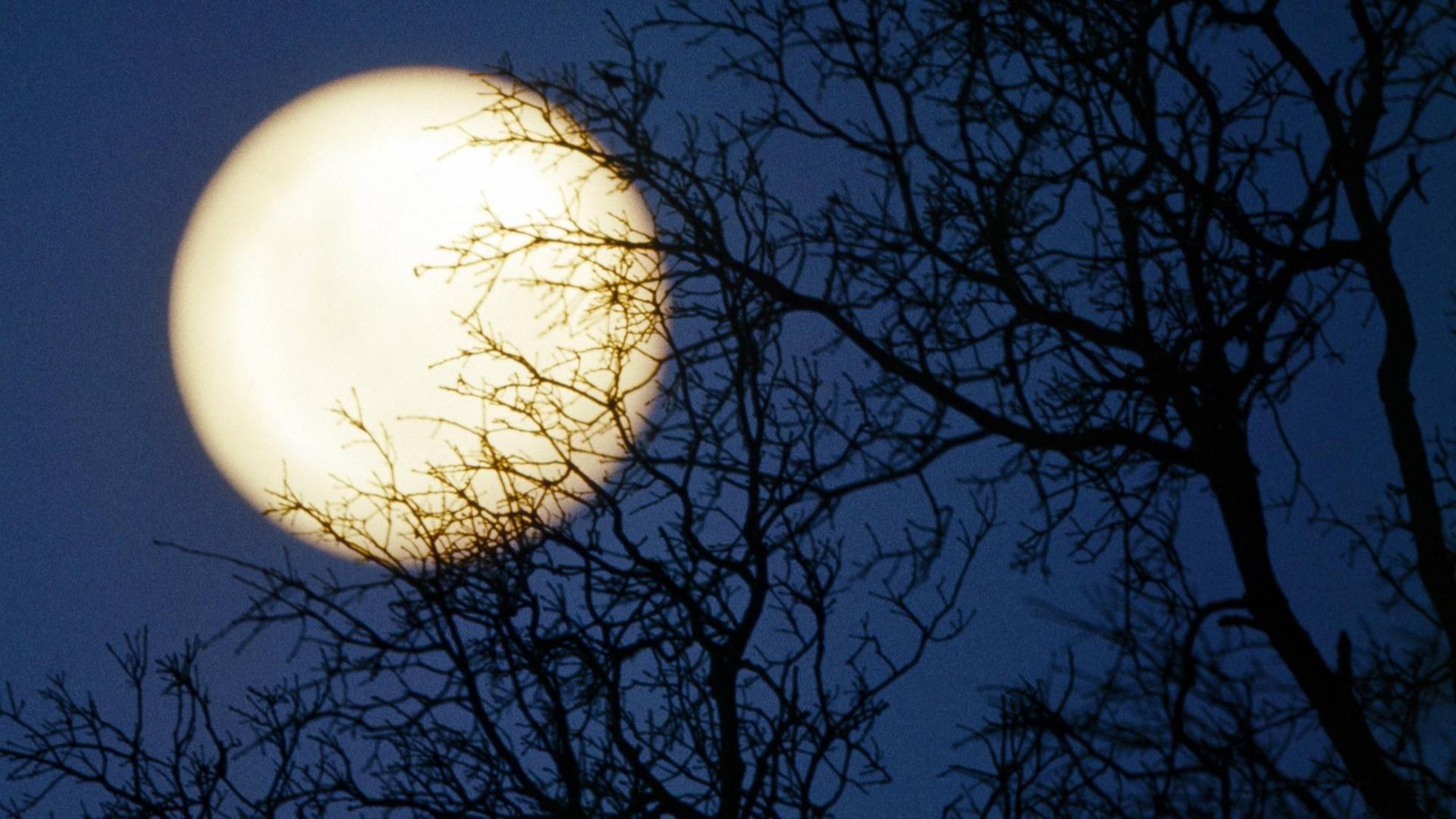 Hinter lichter Baumkulisse steht der Vollmond am Nachthimmel