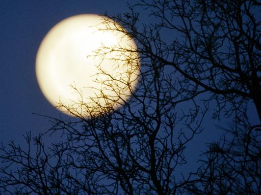 Hinter lichter Baumkulisse steht der Vollmond am Nachthimmel.