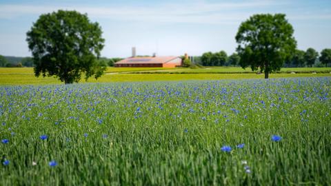 In und an vielen Getreidefeldern sieht man ab Anfang Juni etliche Wildblumen blühen - wie etwa Kornblume, Mohn und Kamille.
