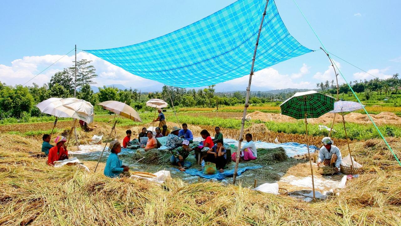 Indonesien: Bauern arbeiten in einem Reisfeld in der Nähe des Dorfes Abang, aufgenommen am 06.04.2007.