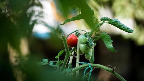 Tomaten (Solanum lycopersicum) wachsen am 12.09.2016 in einem Garten in Dresden (Sachsen).