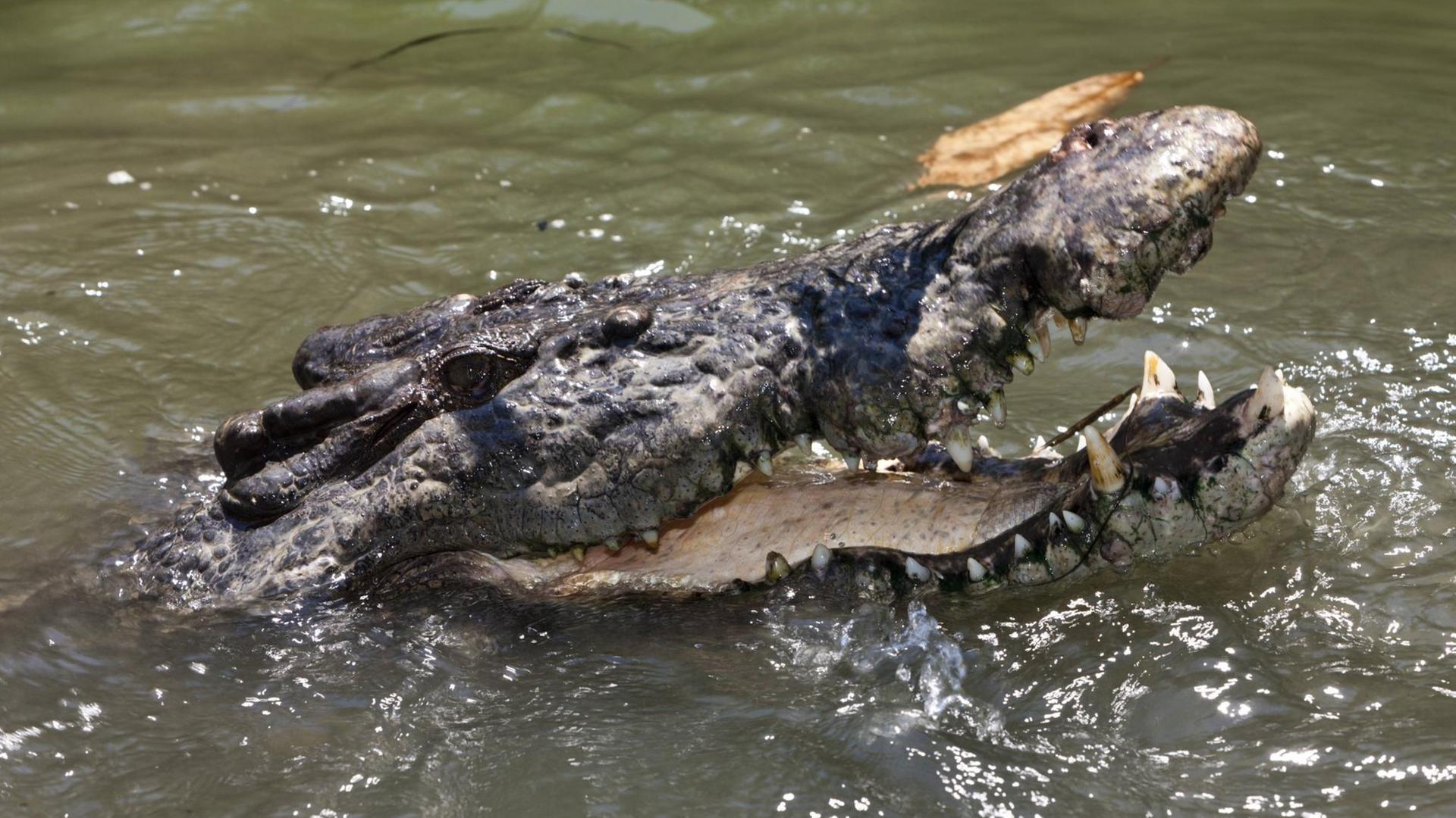 Ein Krokodil schaut mit seinem Kopf aus dem Wasser und reißt das Maul auf.