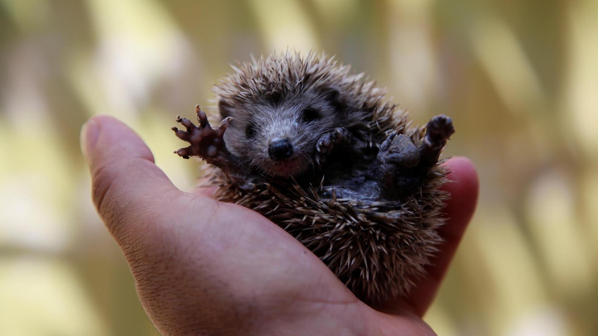 Ein Baby-Igel liegt in einer Hand und streckt die Pfoten in die Höhe Ein Baby-Igel liegt in einer Hand und streckt die Pfoten in die Höhe
