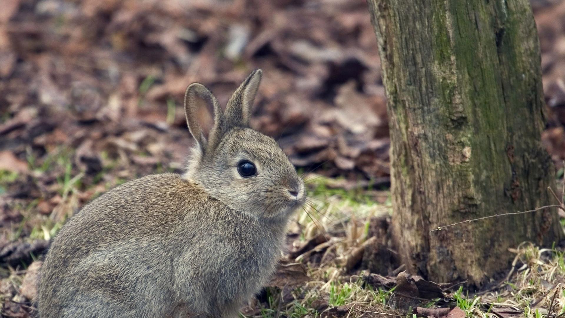 Ein junges europäisches Wildkaninchen