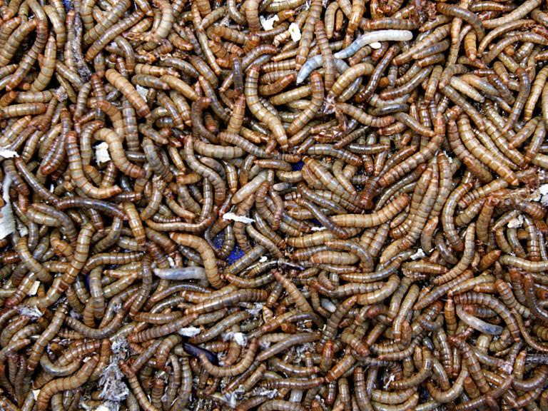 Tausende von Mehlwürmer liegen in einer Kiste