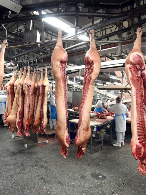 Arbeiter stehen zwischen aufgehangenen Schweinehälften im Werk von Tönnies in Rheda-Wiedenbrück.