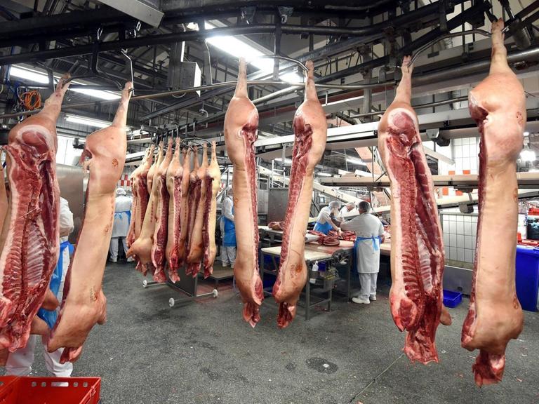 Arbeiter stehen zwischen aufgehangenen Schweinehälften im Werk von Tönnies in Rheda-Wiedenbrück.