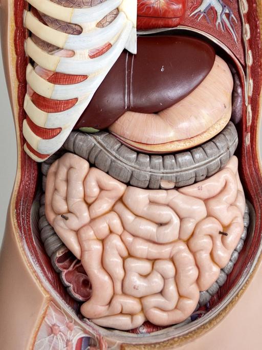Das Anatomische Modell eines Menschen, aufgenommen in der Medizinischen Hochschule Hannover (MHH)