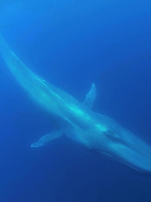 Ein Blauwal (Balaenoptera musculus), das größte Tier der Welt, unter Wasser gesehen nahe der Azoren, Portugal.