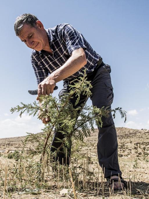 Tony Rinaudo schafft seit 35 Jahren Revolutionäres für die Baumaufzucht in Afrika. Hier beschneidet er einen jungen Baum in der Steppe.