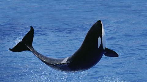 Ein Schwertwal (Orca) springt aus dem Wasser. 