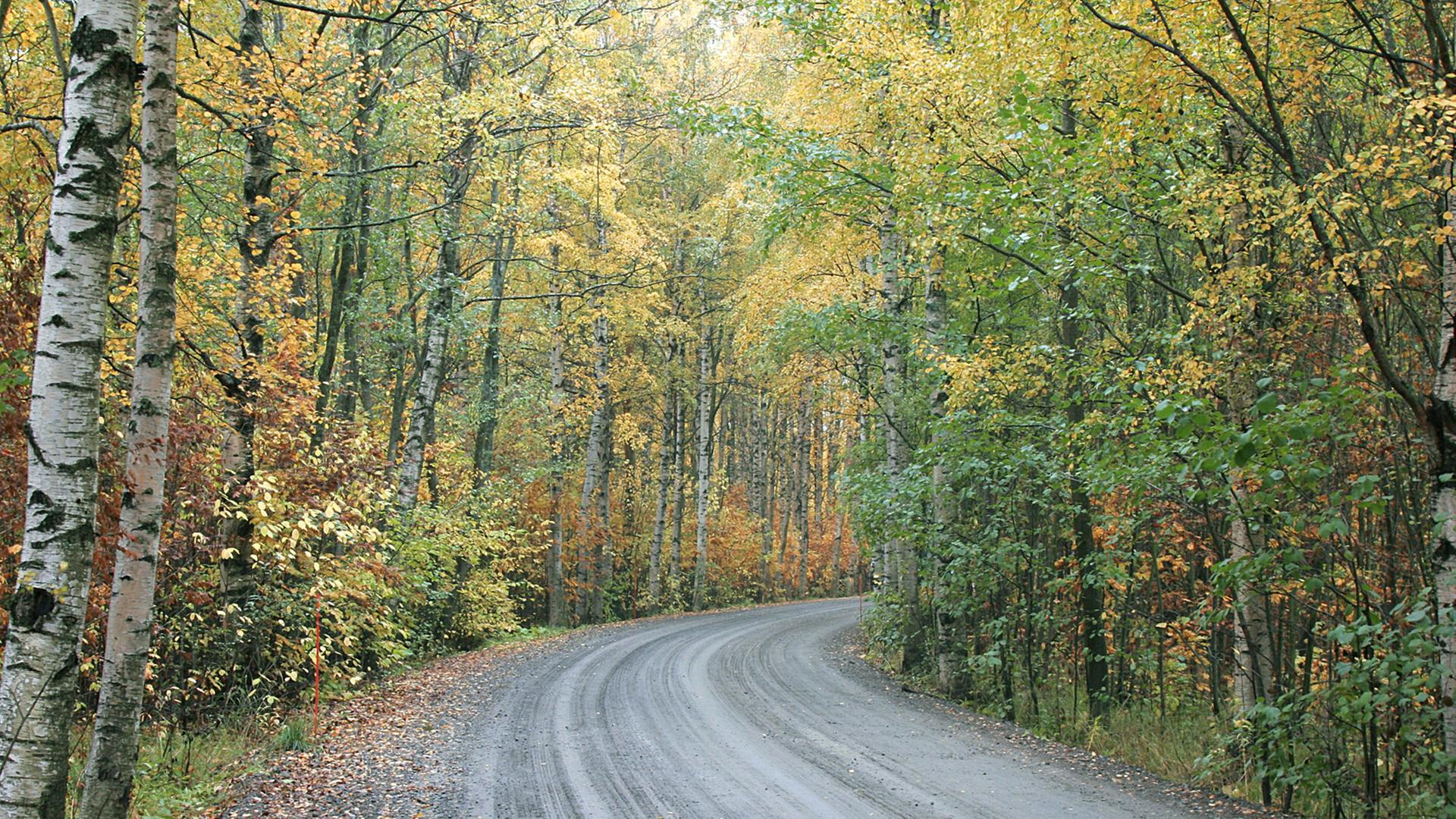 Herbstliche Landstraße in Finnland