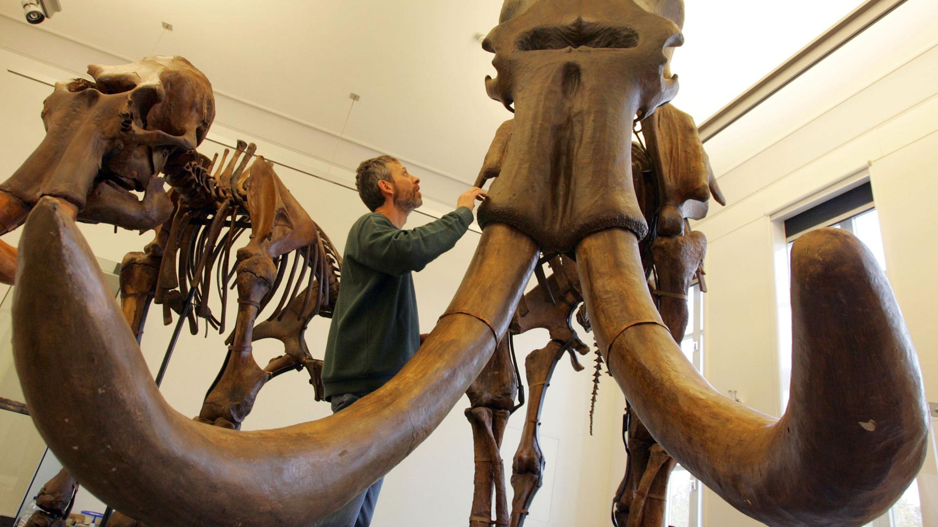 Ein Steppenmammut in einer Mammut-Ausstellung im Naturhistorischen Museum in Braunschweig. 