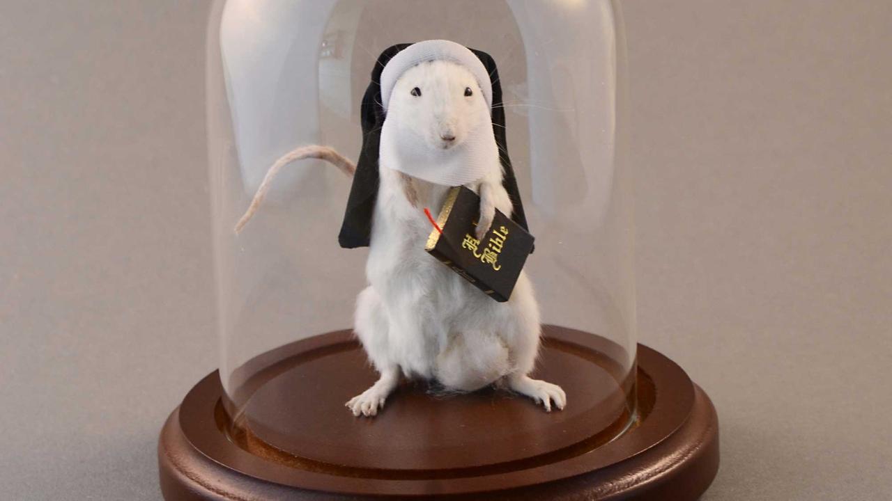 Als Nonne verkleidete Maus als Tierpräparat.