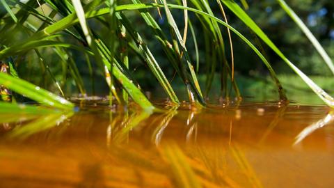 Schilf wächst aus braunem Wasser.