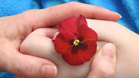 Eine Kinder- und eine Erwachsenenhand halten gemeinsam eine rote Blume fest.
