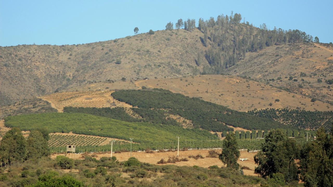 Landschaft in Chile: Grüne Avocadoplantagen sprießen aus trockenen Hügeln.