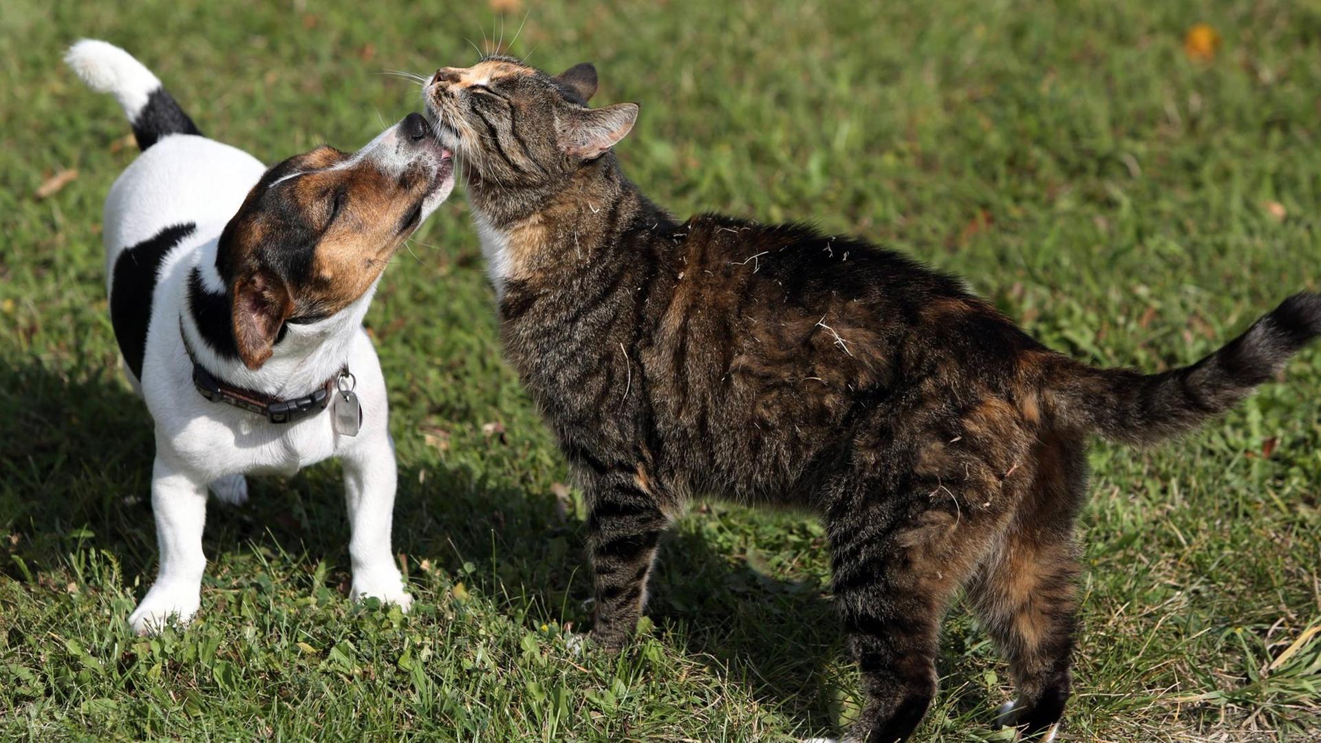 Jack Russell Terrier leckt eine Hauskatze ab. Jack Russell Terrier licks a House cat
