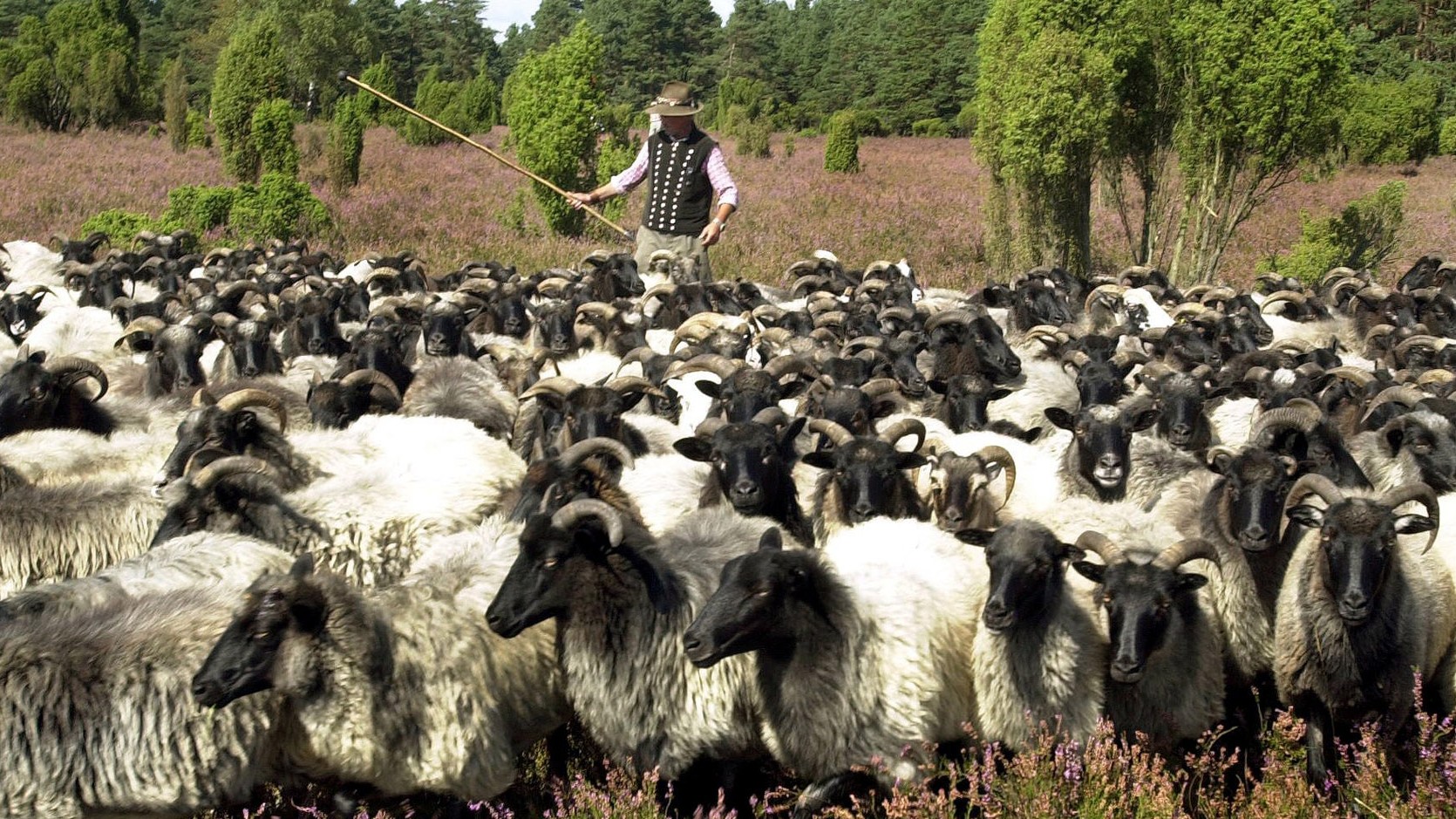 Eine über 400 Tiere zählenden Heidschnuckenherde bei Oldenhof (Kr. Celle)