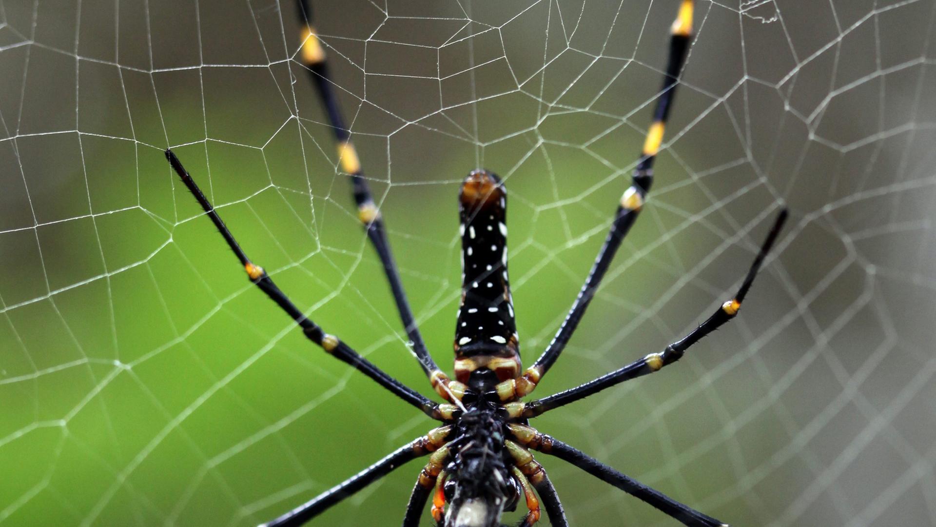 Mit der Seide der Nephila-Spinne wollen Mediziner verletzte Nerven heilen.