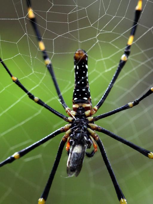 Eine Nephila-Spinne im Netz