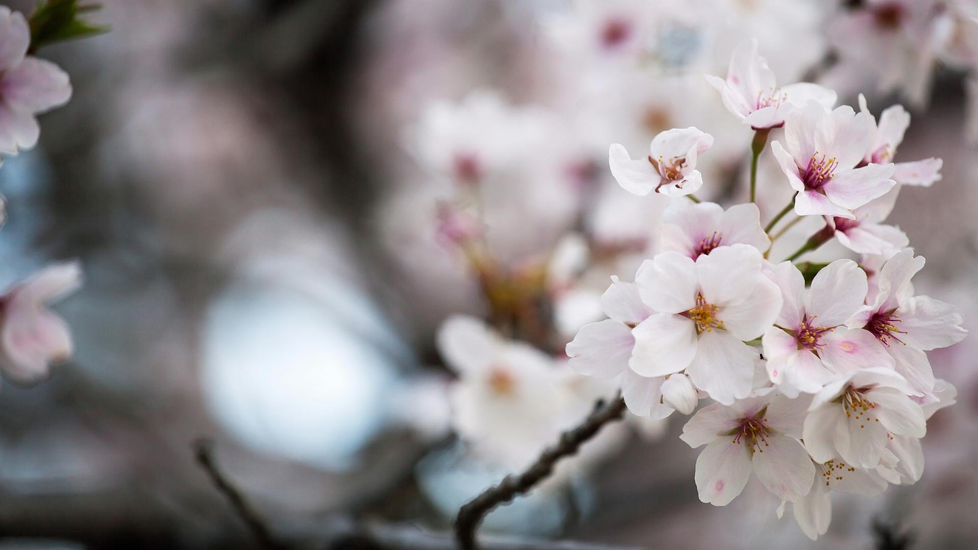 Kirschblüten in Hiroshima: Die Kirschblüten, oder "Sakura", wie sie genannt werden, haben in Japan eine große kulturelle Bedeutung. Sie stehen für den Neubeginn und das Vergängliche. Jedes Jahr zur Kirschblüte versammelt man sich unter dem Baum zum Hanami, eine Art Picknick mit Freunden, Familie oder Kollegen.