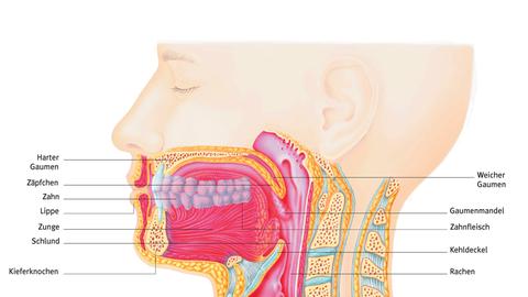 Die Abbildung zeigt einen Querschnitt von Mund- und Rachenraum mit Luft- und Speiseröhre.