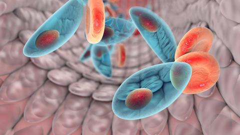 Eine Computergrafik zeigt den Parasiten Toxoplasma gondii im Blut