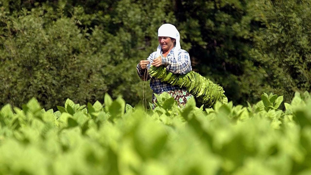 Tabakanbau in Bulgarien Der Niedergang einer Kulturpflanze