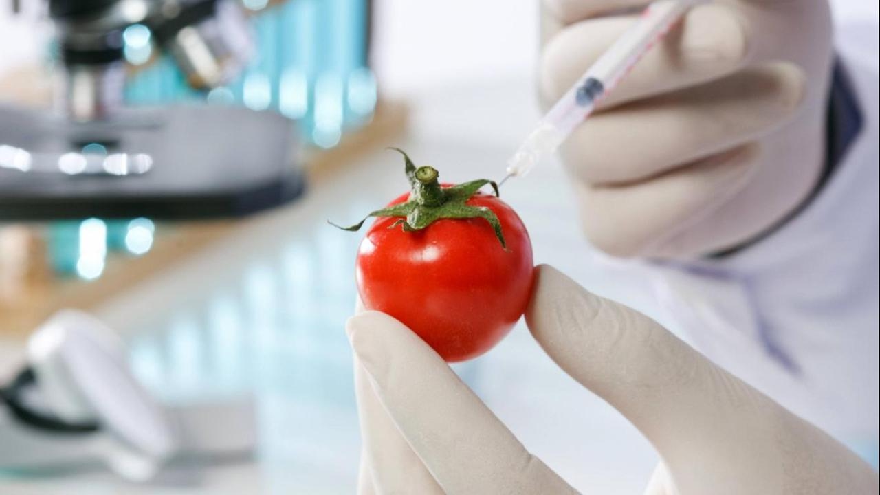 In einem Labor spritzt ein Mitarbeiter eine Flüssigkeit in eine Tomate.