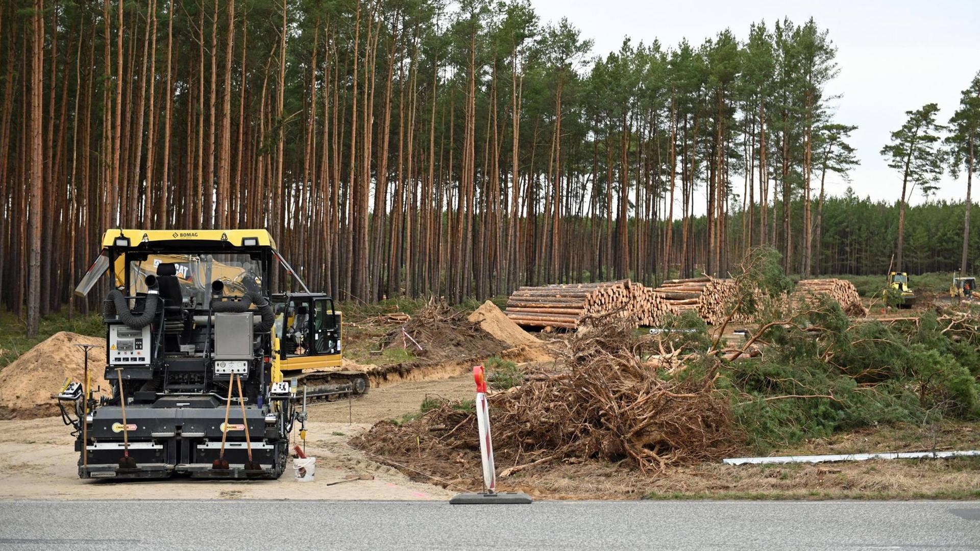 Ein Kiefernwald, an dessen Rand gefällte Bäume liegen, im Vordergrund ein gelbes Baufahrzeug.