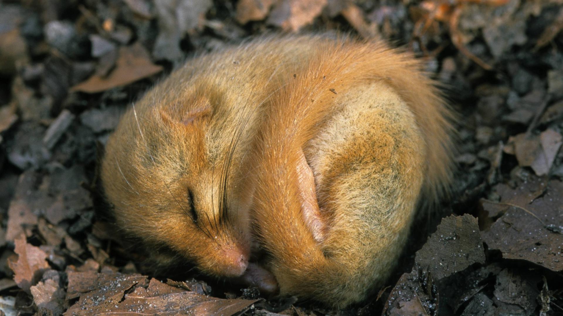 Die Draufsicht auf eine junge Haselmaus, die ihren Winterschlaf auf dem Waldboden zwischen Blättern verbringt.