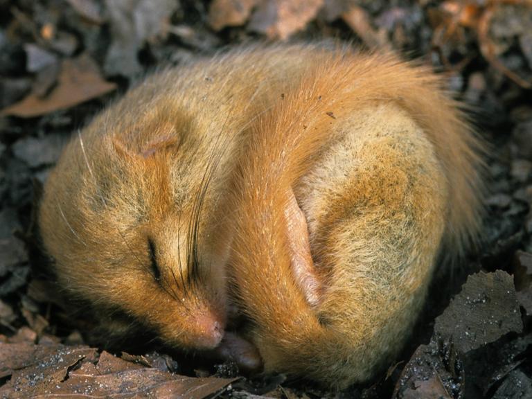 Die Draufsicht auf eine junge Haselmaus, die ihren Winterschlaf auf dem Waldboden zwischen Blättern verbringt.