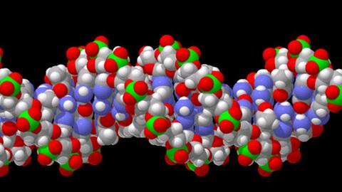 Der Doppelstrang der DNA trägt die Erbinformationen.