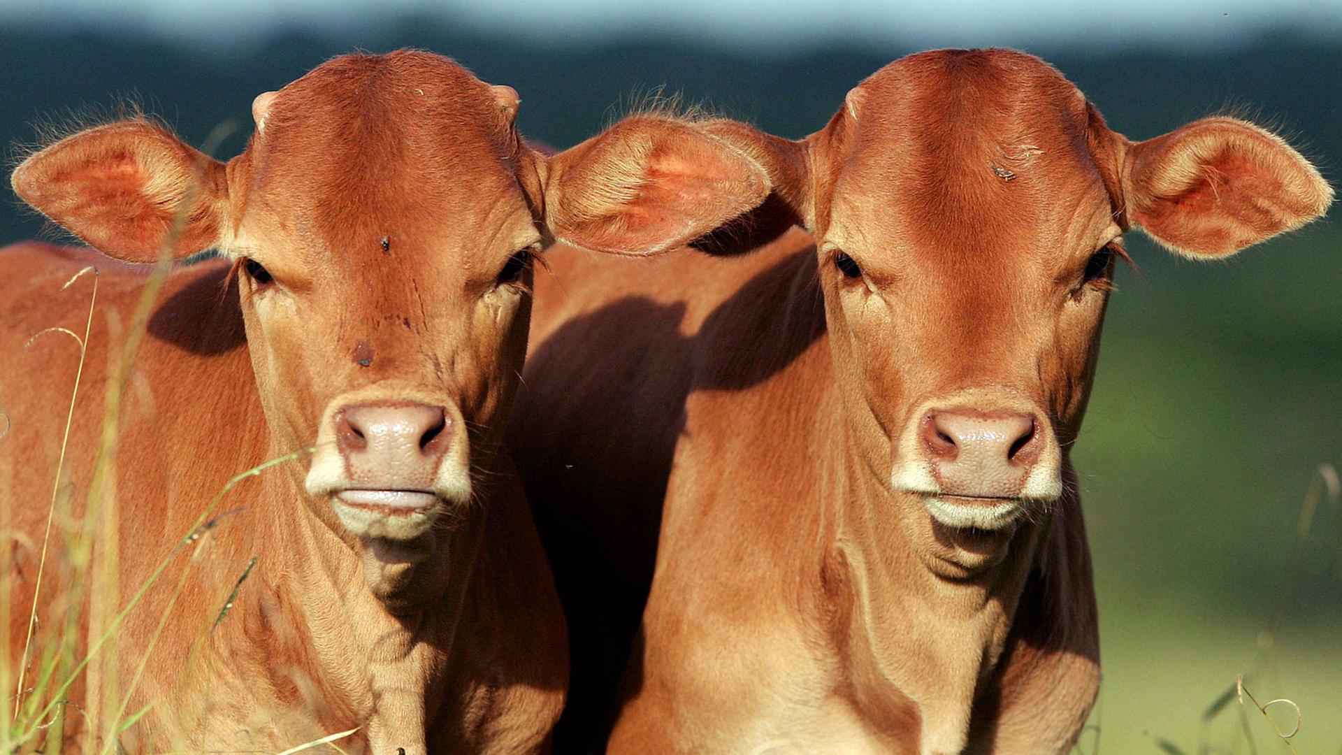 Die von einer Kuh im Rahmen des Conservation and Use of Genetical Animals Program of Embrapa geklonten Kälber Pora und Potira, aufgenommen am 22.05.2005 in Brasilia. ITS PRESS / Pablo Valadares +++(c) dpa - Report+++