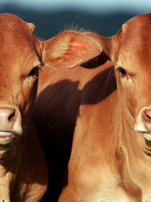 Die von einer Kuh im Rahmen des Conservation and Use of Genetical Animals Program of Embrapa geklonten Kälber Pora und Potira, aufgenommen am 22.05.2005 in Brasilia. ITS PRESS / Pablo Valadares +++(c) dpa - Report+++
