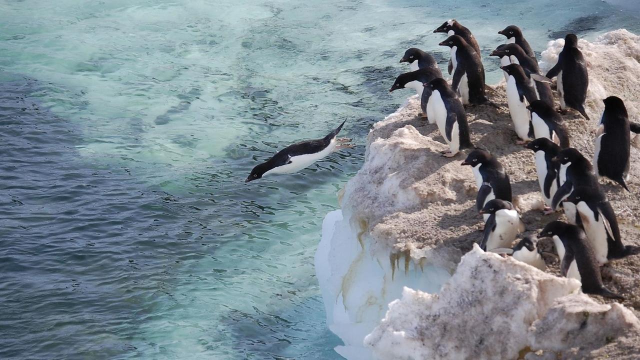 Adelie-Pinguine springen vom Ross Felsen in der Antarktis aus ins Meer. Der Felsen ist in der rechten Bildhälfte zu sehen. Die Eisplatte ist von Guano braun gefärbt. Ein Pinguin ist gerade in der Luft.