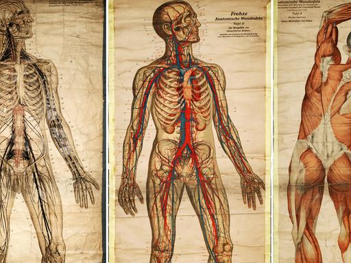 Bildkombination historischer Rollbildtafeln aus dem Bestand der Arbeitsgruppe Biologiedidaktik der Friedrich-Schiller-Universität Jena mit anatomischen Darstellungen des Menschen. Reproduziert am 12.05.2011.