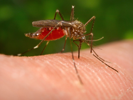 Ein Exemplar der japanischen Buschmücke Aedes japonicus