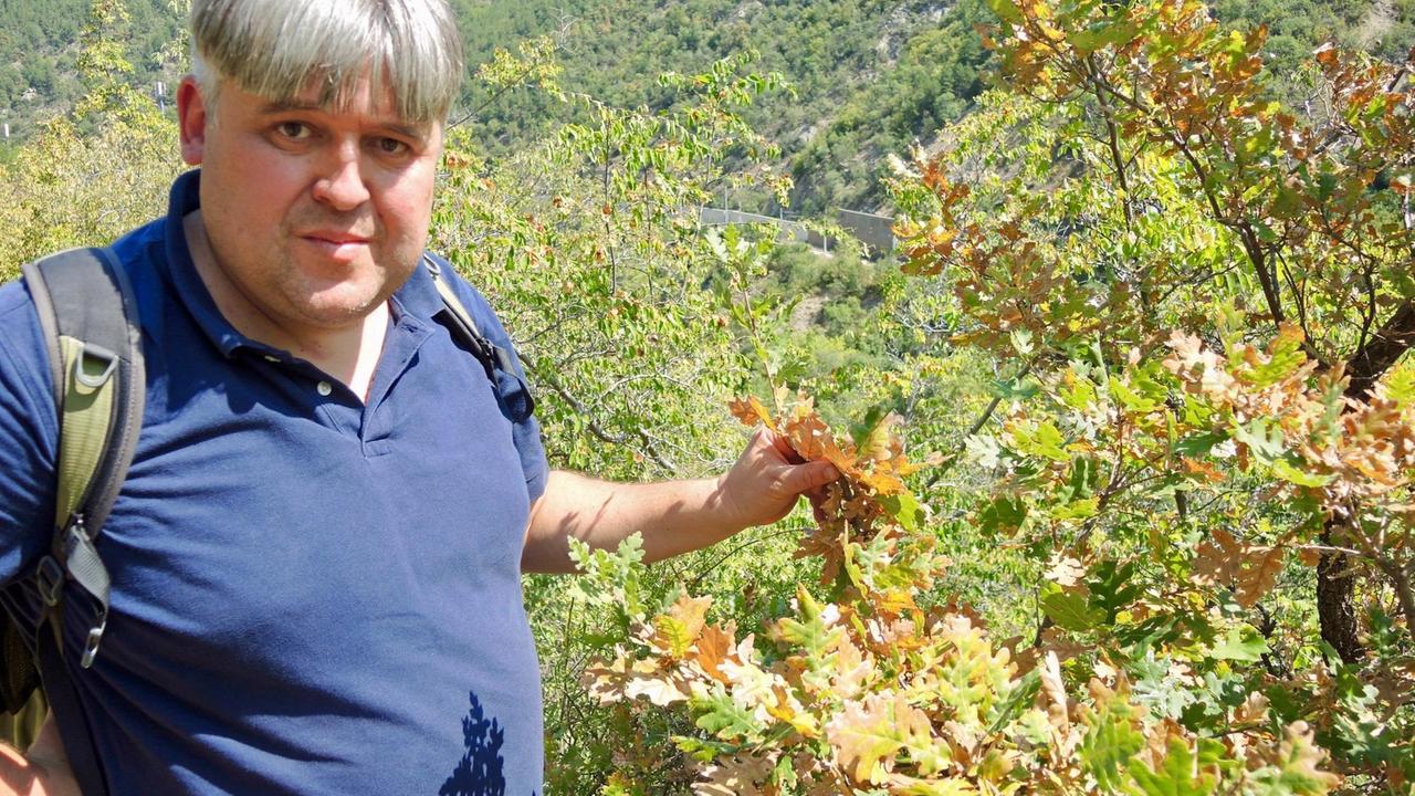 Der bulgarische Biologe Andrej Kowatschew zeigt die braunen Blätter einer Flaumeiche in der Kresna-Schlucht