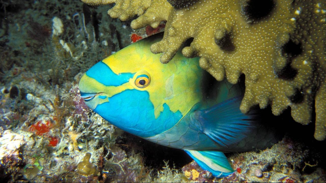 Ein blau-gelber Papageifisch schläft unter einer braunen Koralle bei den Malediven.