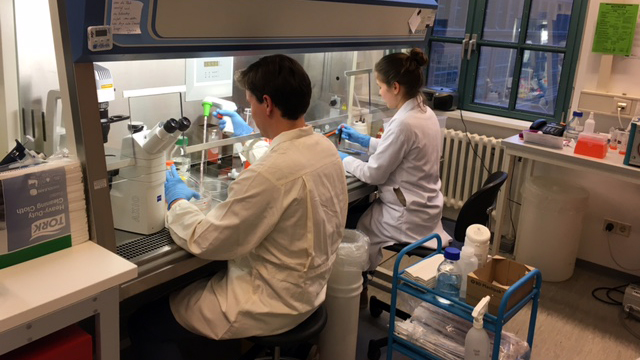 Anna Kreuder sitzt an einer sterilen Labor-Werkbank im Fachgebiet für Medizinische Biotechnologie der TU Berlin