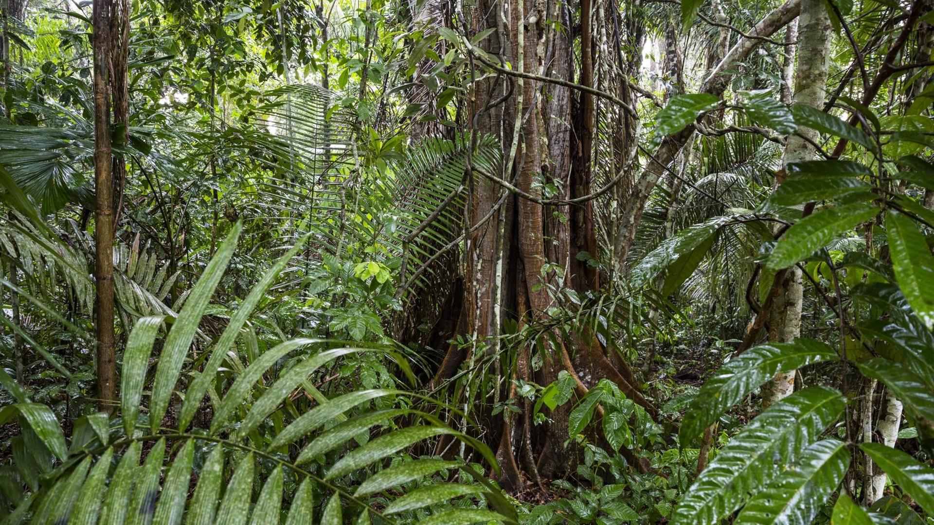 Rainforest tree with buttress roots, during rainfall, Lowland rainforest, Panguana Reserve, Huanuco province, Amazon basin, Peru. PUBLICATIONxINxGERxSUIxAUTxONLY 1512935 KonradxxWothe RAINFOREST Tree With buttress Roots during Rainfall Lowland RAINFOREST Reserve HUANUCO Province Amazon Basin Peru PUBLICATIONxINxGERxSUIxAUTxONLY 1512935 KonradxxWothe